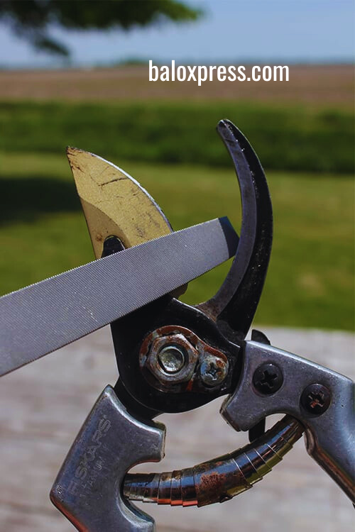 How to sharpen garden shears with a file